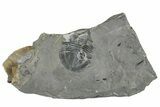 Partial Isoteloides Flexus Trilobite - Fillmore Formation, Utah #256967-1